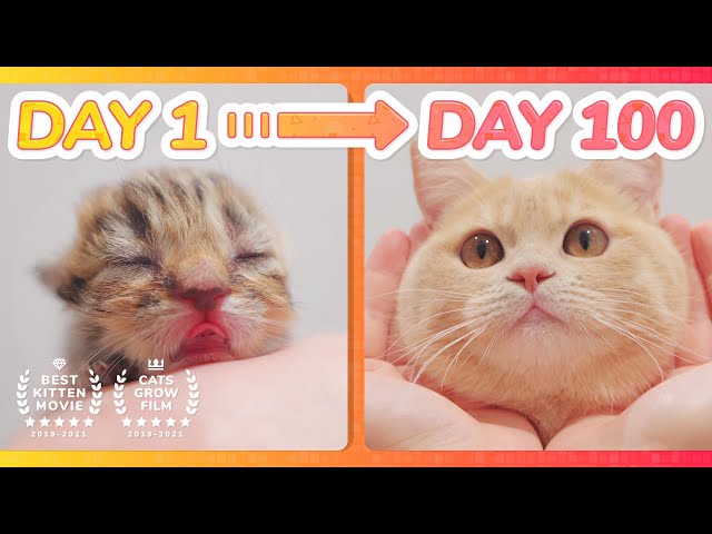 【 Spam This Movie to Who Doesn't Like Cat !!】 Kitten Grow Complete Different in 100 Days