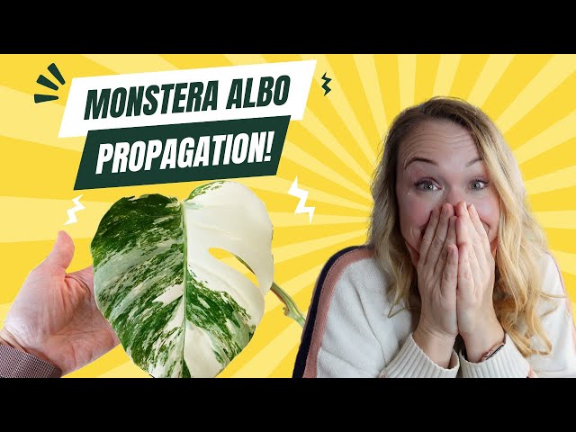 Cutting up my MONSTERA ALBO! 🫣 Plant Care and Propagation tips