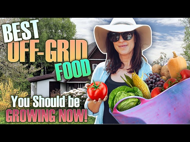 Best Off Grid Food to Grow in Your Garden - What YOU Should Be Growing Right Now! Homestead Garden