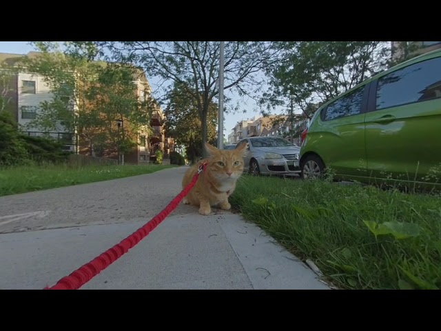 3D 180 VR Cat in the Street 0604-3