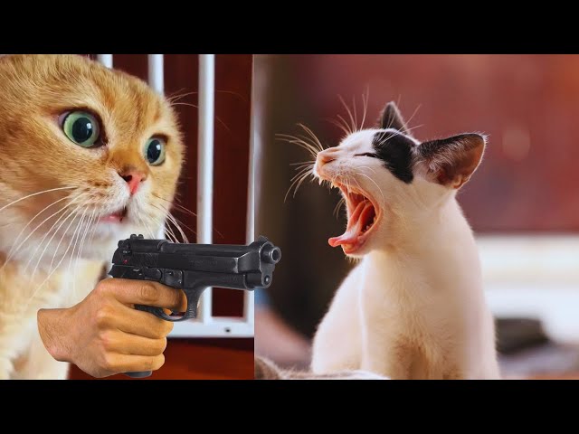 Funny cat videos try not to laugh