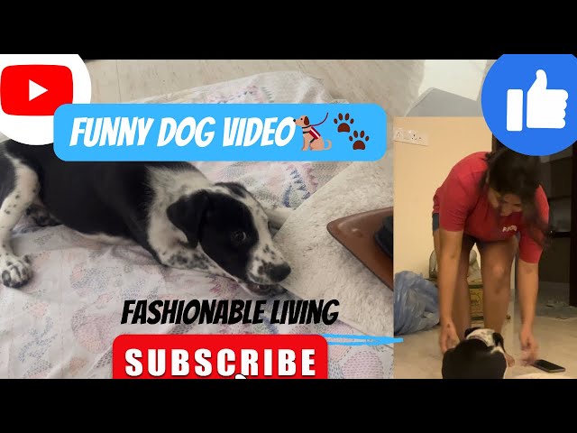 Funny Dog Video🐕‍🦺| Coco Masti With Friends🤣 #dog #funny