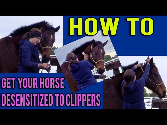 How To Trim Your Horse's Bridle Path With Clippers