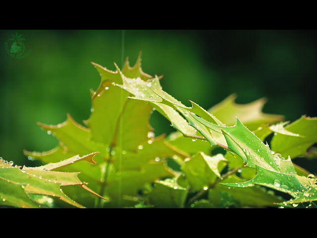 💧 Relaxing Atmosphere of Raindrops Falling on the Leaves of Plants to get to Sleep more Easily.