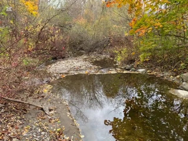 Vast Jangle, Beautiful Nature and Ecosystem, Water Streams Flowing in the Jangle Making a Good Sound