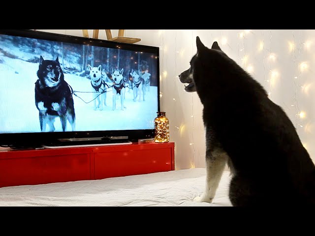 My Husky Dog Is Engrossed Watching A Movie "Togo"