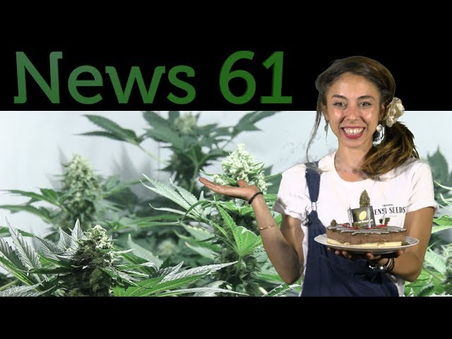 LEY APROBADA: MARIHUANA LEGAL en CATALUÑA. ACEITE DE CANNABIS. CULTIVO DE MARIHUANA y CALOR. News 61