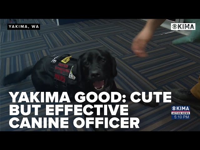 Yakima Good: Cute but Effective Canine Officer