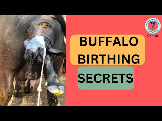 Buffalo Birthing Secrets: A Complete Guide to Parturition