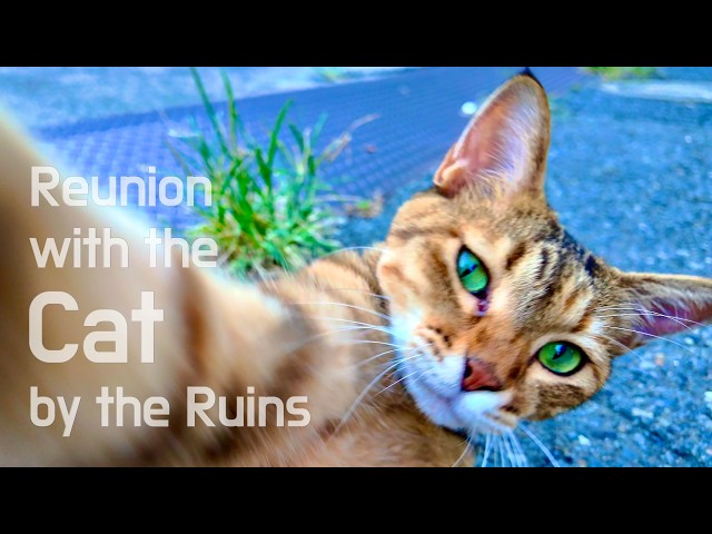 Spin-off : Reunion with the Cat by the Ruins | Tokyo, Japan | 4K/HDR