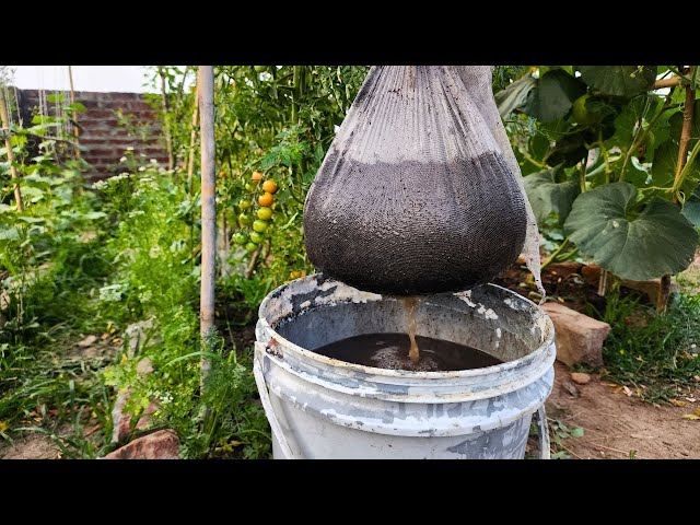 Cucumbers, Tomatoes & Eggplants Will Produce Huge Yield After You Give This Homemade Tea