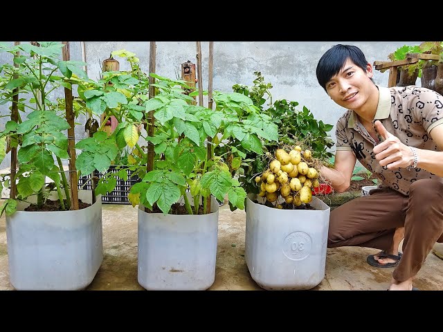 How To Growing Potatoes at home, very easy and many tubers, big harvesting