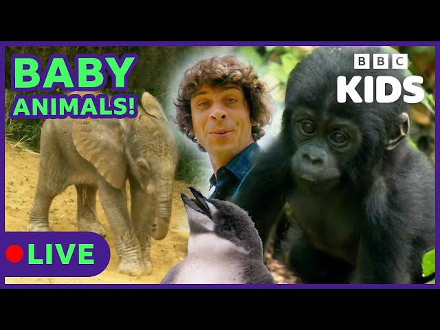 🔴LIVE: Baby Animals with Andy | Learn about Different Animals | Andy's Amazing Adventures | BBC Kids