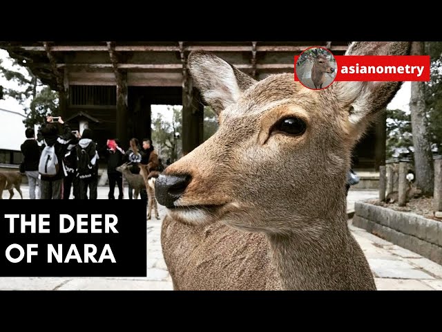 The Sika Deer of Nara, Briefly Explained