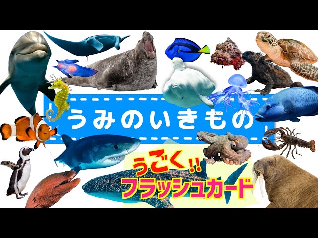 【子供向け 水族館アニメ】海の生き物 お魚さん の 動くフラッシュカードで生き物の名前を覚えよう◎ 32種類のいきものが勢ぞろい【うみのいきものずかん】