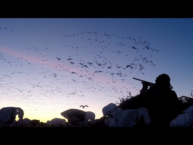 Hired to Hunt Season 4 #12: Slam Bam Thank You Ma'am. Goose & Ducking Hunting. Limit Hunts Alberta.