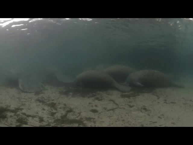 My Manatee Video