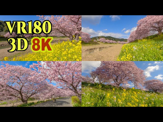 [ 8K 3D VR180 ]  みなみの桜と菜の花祭り （南伊豆町の河津桜）  Early Blooming Cherry Blossoms with rape blossoms