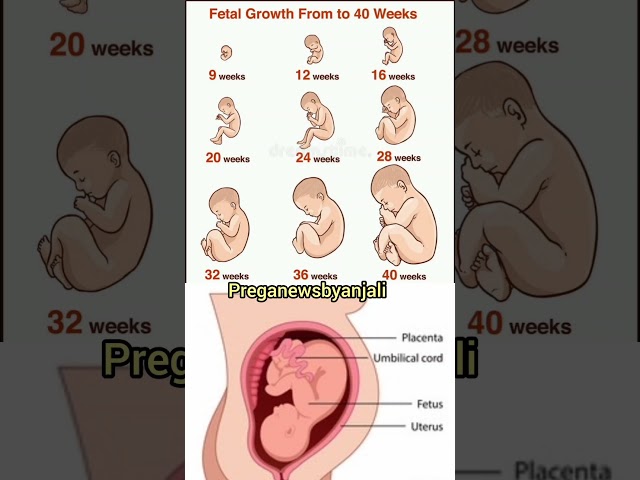 4 to 40 weeks baby development in mom's womb 🙏🥰 Embryonic development 💕#shortsfeed #pregnant