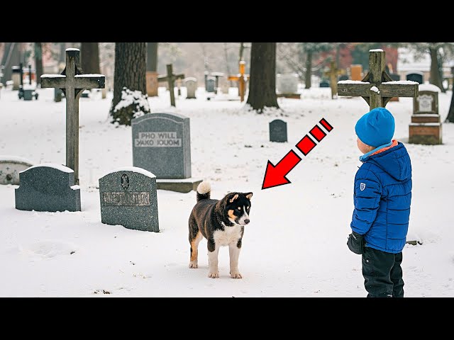 The puppy brought the boy to the cemetery. You won't believe what happened next!