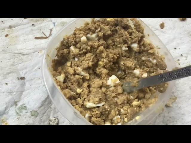 How to make baby bird food