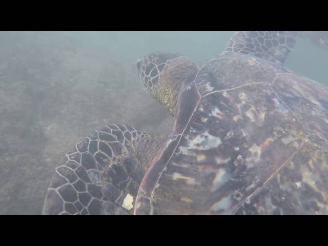 Snorkeling with Sea Turtles. Noelani Condominium Resort. Lahaina, Hawaii.