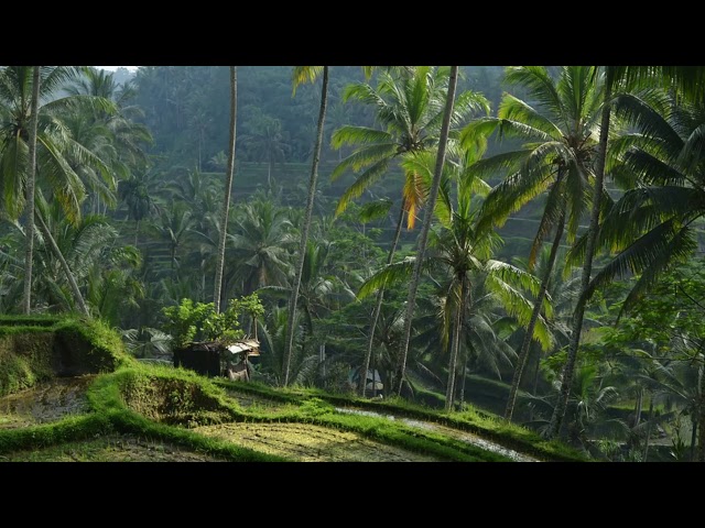 Nature sounds - Morning in Bali, Indonesia