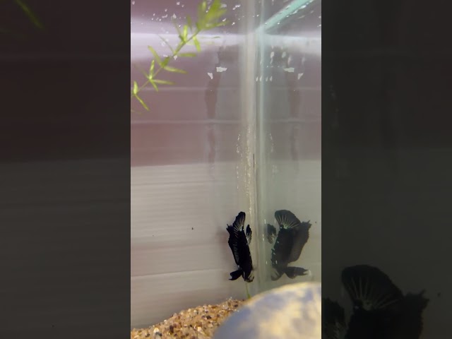 🧚‍♀️Black samurai betta |#aquarium #shorts #shortvideo #trending #fishing #viralreels #reels #betta