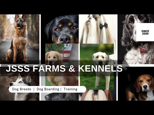 Every Dog Breed Explained Extended version | JSSS Farms & Kennels