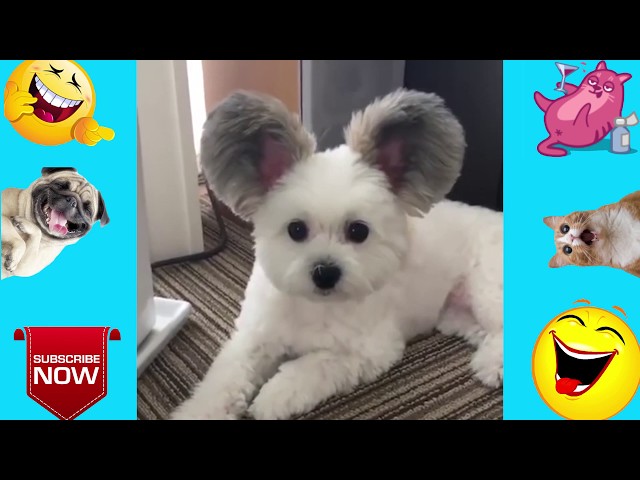 Funny Animal Videos ( CLEAN FOR KIDS )