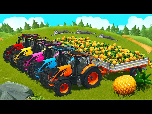 LOAD AND TRANSPORT PINEAPPLES WITH VALTRA TRACTORS - Farming Simulator 25