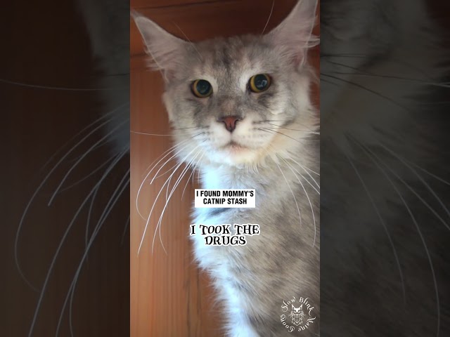 😅 Wizard Got Into The Catnip... Again! | Maine Coon Cat #cute #funny