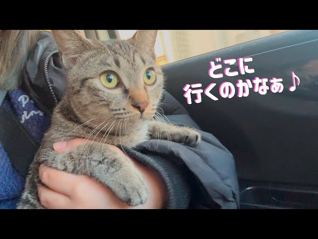 病院とも知らず、お散歩だと思ってご機嫌な猫の様子【猫の避妊手術】