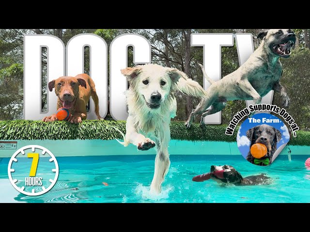 Dog TV for Dogs to Watch 🐶 Entertainment for Dogs 🎵 Relaxing Dog Music & Anti Anxiety Dog Home Alone