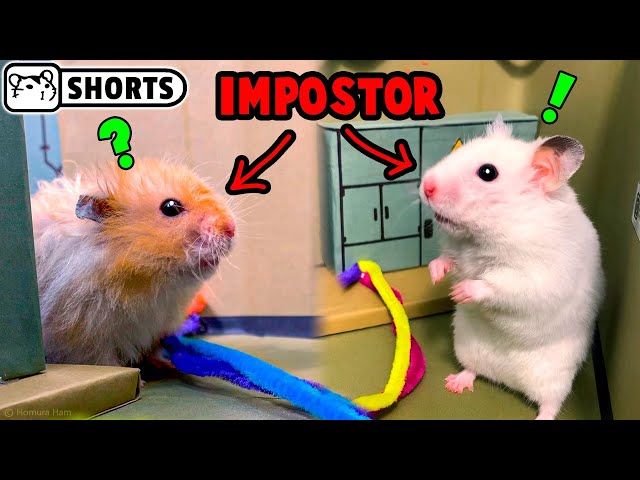 Hamster impostor vs crewmate ep.2 #Shorts 😈 Homura Ham