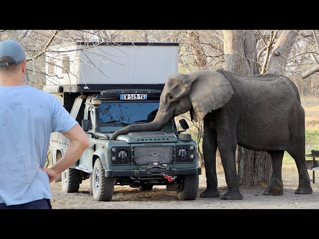 Can an elephant crush a Land Rover ? SCARY (297)