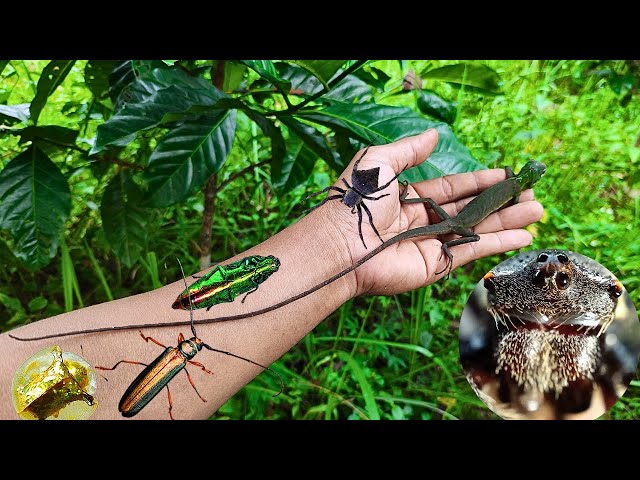 I'm so happy to touch them, I found chameleon and some insects to observe