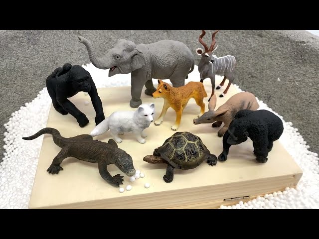 Surprise Zoo Animal Toys with Names in English