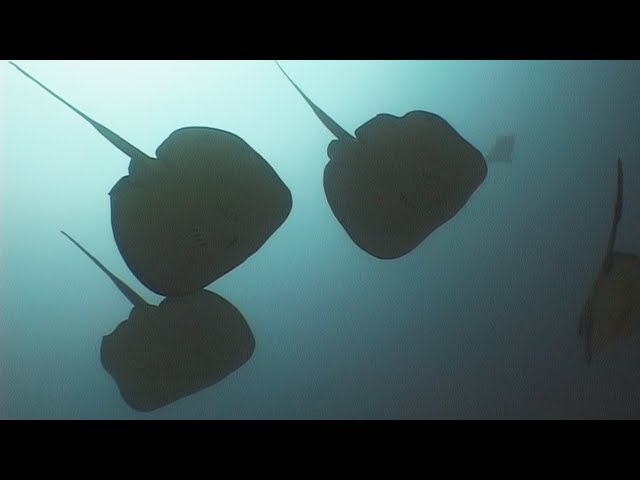 Stingrays - Reef Life of the Andaman - Part 5