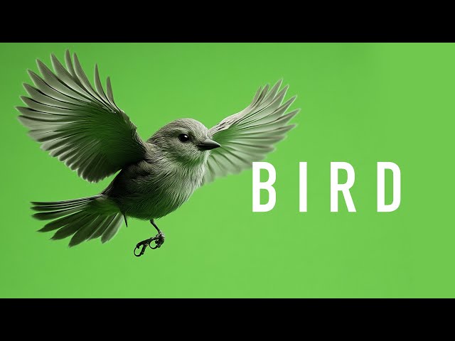 Bird Flying Green Screen Stock Video | Free to Use for Video Editing