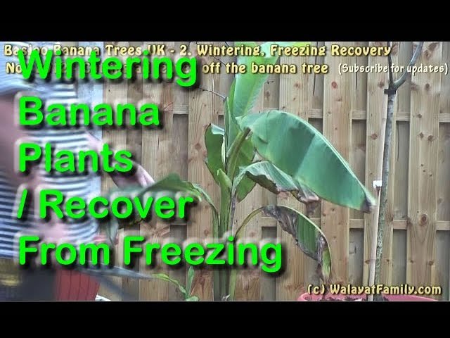 Wintering Musa Basjoo Banana Plants UK, How to Recover from Freezing