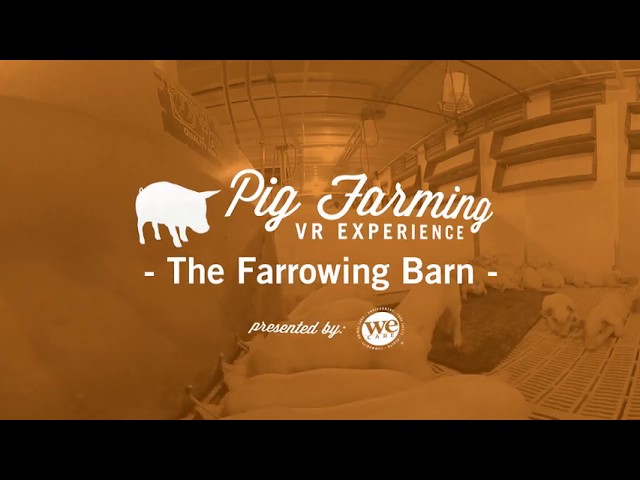 The Farrowing Barn: Pig Farming VR Experience