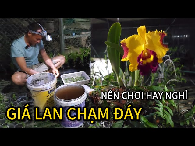 GIÁ LAN VAR CHẠM ĐÁY NGƯỜI CHƠI MỚI ĂN ĐẬM, CÁCH LÀM RẤT ĐƠN GIẢN VÀ HIỆU QUẢ | HUY DU TV