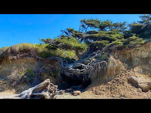 [360 video] Tree of Life in Washington, Olympic Peninsula