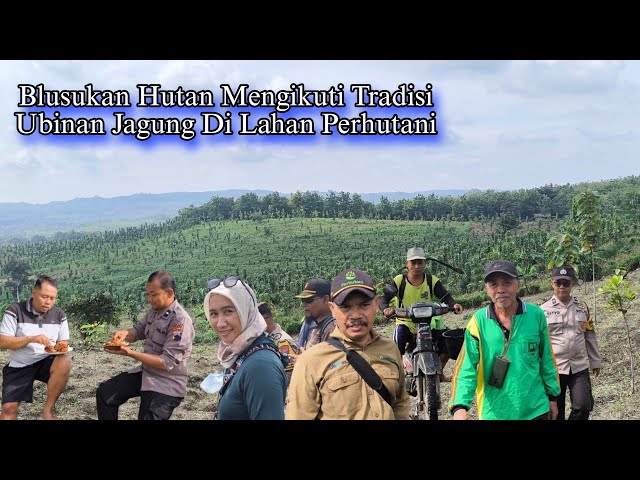 Melewati Jalur Terjal Menerobos Hutan Tersimpan Lahan Jagung Yang Subur Perbatasan Blora - Tuban 01