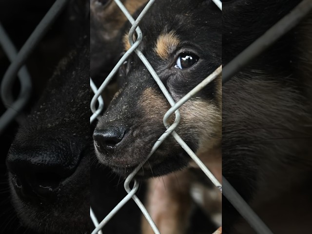 No dog will ever have to suffer at these two puppy-fattening farms again