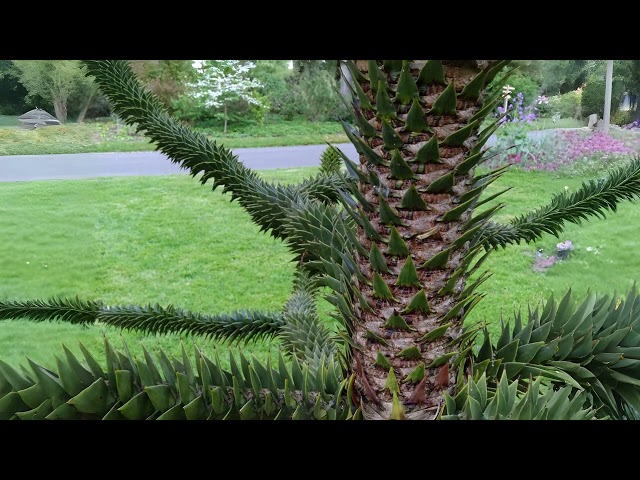 London Nature 09 February Unique Textures of Conifer Barks