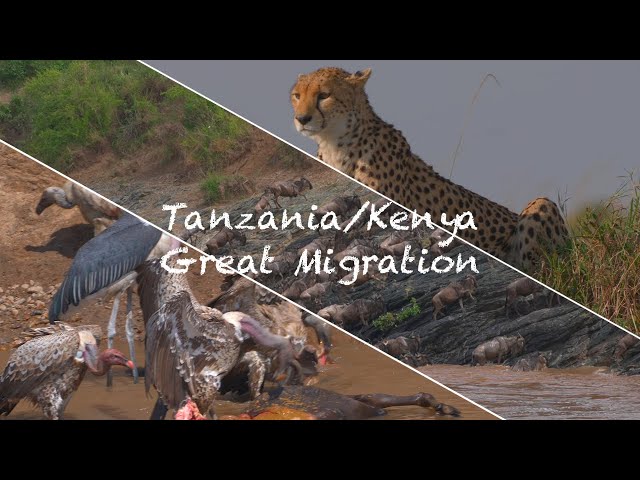 20240717 Tanzania/Kenya Great Animal Migration(坦尚尼亞/肯亞 動物大遷徙) EP.2 of 2 - Kenya/肯亞篇