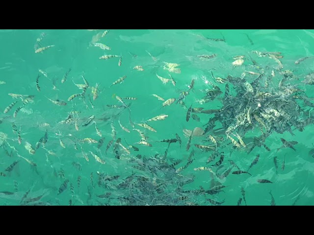 Tioman Island, fish watching from Jetty.