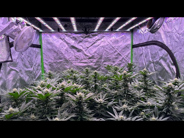 Indoor cannabis grow